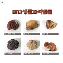 (SM)바다생물화석발굴, SL4삼엽충