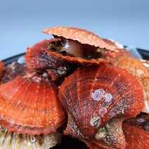 산지직송 통영 고성 제철 비단가리비 1kg 2kg 3kg 4kg 5kg