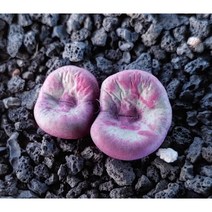 야생 파가에 토링버그 conophytum pageae -명원다육