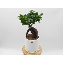 싹쓰리식물원 인삼팬더고무나무-흰색완성화분(15x15), 인삼팬더식물화분+우드스탠드(대)내경17cm