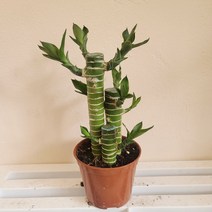 연화죽 수경 식물 행운목 금천죽 반려식물, 1개