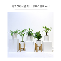 목요일의 식물 우드스탠드 화분 공기정화식물 인테리어 화분 세트1 아레카야자 신홀리페페 파키라 떡깔고무나무 아몬드페페