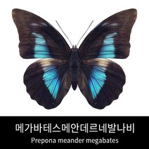 메가바테스메안데르네발나비표본 Prepona meander