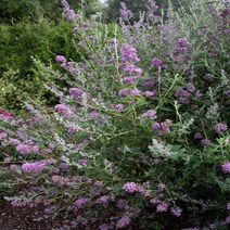 왜성 붓들레아 유니크 17cm화분 부들레야 포트묘, 1개