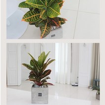 인테리어화분 사각화분 미니화분 셀렘 뱅갈고무나무 크로톤 마리안느, 휘커스 움베르타