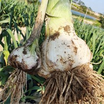 해남 코끼리마늘 1kg / 황토밭에서 자란 토종 왕마늘, 코끼리마늘 (상) 1kg, 1개