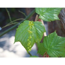 벌나무묘목2년생포트 트리팜