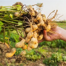 2023년 속이 꽉 찬 국산 햇땅콩 피땅콩, 1개, 햇 피땅콩 3kg