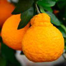 귤나무 묘목 / 한라봉 (Shiranuhi) 접목묘목 2년생 FT54, 1개