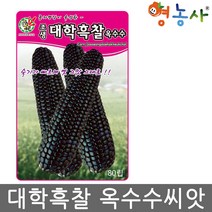 대학흑찰 옥수수 씨앗 80립, 대학흑찰옥수수씨앗