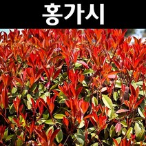 홍가시(레드로빈) 나무 묘목 H60cm내외 포트1개/조경수 생울타리, 1개