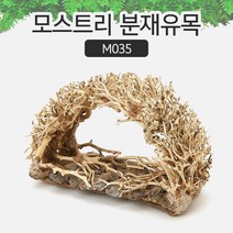 모스트리 분재유목(S) [ M035 ]