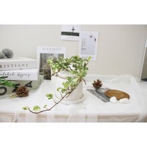 설희 아이비 / 소엽백복륜 아이비 (리본팟 set / 식물 랜덤발송), 둥근리본팟 set (받침포함), 장식돌미포함
