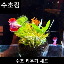 수초킹 초보수초 수초키우기 세트 (비료소일유리볼+수초+핀셋)
