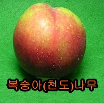 복숭아나무(천도)접목1년특묘 나무 묘목 복숭아천도나무