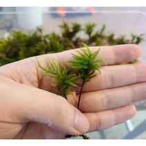 나무이끼 5촉 ( 비바리움 테라리움 이끼 이끼키우기 ), 1개