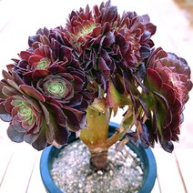 할로윈철화 키우기 쉬운 거실 다육 화분140 랜덤발송