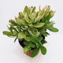 머니메이커금 다육이 황금색 물드는 겨울다육 식물130, 단품