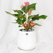 99플라워 2시간 전국 꽃배달서비스 꽃바구니 꽃상자 꽃다발 생화 장미 생일 화분 꽃 선물, 33.[ST-D720]안스리움미니관엽