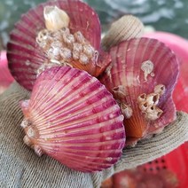 [선우수산] 통영 고성 홍가리비 1kg <당일채취><당일발송>, 1개” class=”wr-img”></a></div>
</p></div>
</p></div>
</p></div>
<div class=