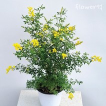 플라워석 애니시다 모종 35cm 선물가능 공기정화식물 인테리어 플랜테리어 키우기쉬운 반려식물 금작화 양골담초 향기 꽃 예쁜 식물 화분, 1. 애니시다 단품