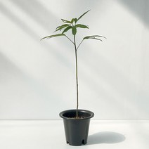 황칠나무 중형 식물 키우기 쉬운 인테리어 공기정화 거실 개업식 집들이 축하 선물 화분, 중품 일자 기본포트