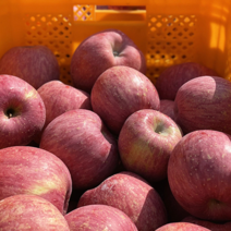 농장직송 경북 청송 안동 고당도 꿀 과즙 부사 사과 중대과 5kg 10kg, 경북 햇 부사 사과 5kg