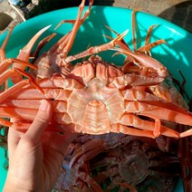 [신선담다] 산지직송 자숙 홍게 2kg 5-7미(프리미엄/수율70-80)