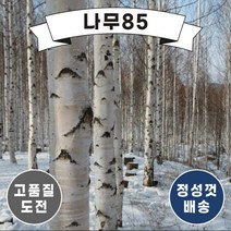 (나무85) 자작나무 실생2년 묘목 ( 5주묶음 ), 1.자작나무 실생2년 묘목 ( 5주묶음 )