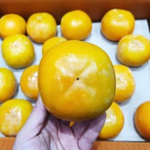 유명산지 진주 창원 단감 10kg 가락시장 특품, 단감 10kg 2L (왕특)