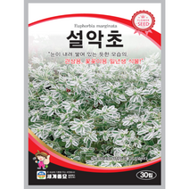 설악초 씨앗 30립 꽃씨, 1개
