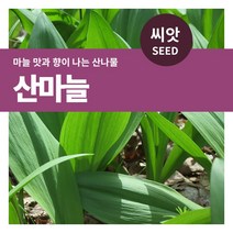 기타 바보사랑[마이플랜트]산마늘 명이나물 씨앗 50립, 1개