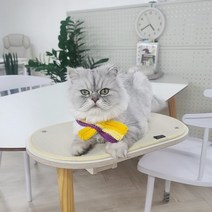 [펫502] 고양이 선반 캣타워 책장 캣워크, 브라운