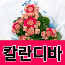 소울라인 칼란디바 퀸로즈 칼란코에 3개기획세트 공기정화식물, 칼란디바3개세트