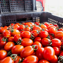 산지직송 국내산 새콤달콤 대추방울토마토 3-4번과 5kg