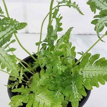 아지리 고사리 키우기쉬운 실내공기정화식물 공기청정식물, 본상품선택