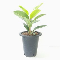 반려 식물 뱅갈 고무나무 개업식 부동산 선물 인테리어 화분 키우기 좋은 실내 공기 정화 집들이, 소
