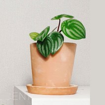 수박페페 집실내에서 키우기쉬운공기정화식물, 신홀리페페