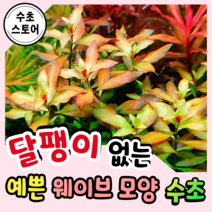 [수초스토어] 검역 루드위지아 레펜스 5촉 / 구피 새우 어항 수초 쉬운 예쁜 은신처 중경 후경 초보 풍성한 흑사 붉은 무이탄 치어 베타 열대어