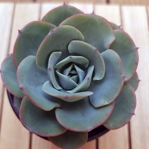 피치스엔크림 키우기 쉬운 다육 랜덤발송1-30, 단품