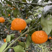 당일수확 제주 설국향 수라향 신비향 가정용 상품 못난이 3kg 5kg 10kg, 못난이 10kg, 1개