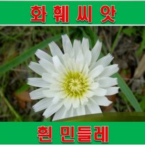 SP1/ 화훼씨앗 / 흰민들레 씨앗(100립), 상세페이지 참조