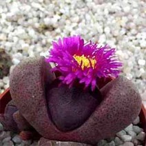 [다육식물]자제옥