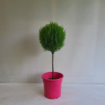 온누리농원 핫도그율마