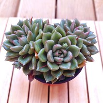 아르제 실내 키우기 쉬운 거실 다육 화분3-70 랜덤발송, 단품