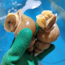 직접잡은 후포리 왕돌초 백골뱅이/동해안 활 백고동/포항 골뱅이/자숙/1kg/도매, 소_(45  마리 이상), 상세페이지 참조2