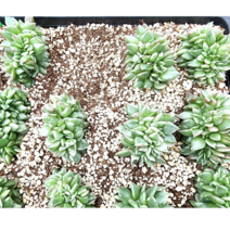 (숙이네다육이야기)838-마리아금철화 랜덤 남해 화분과 함께 배송