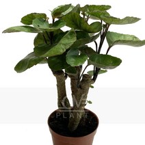 목대원폴리(중품)-폴리셔스/파비안/열대/실내원예