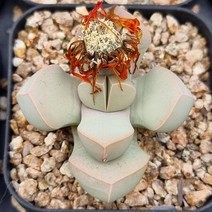 마옥 리톱스 다육이 라피다리아 탈피 다육 2단갈130