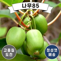 (나무85) 다래 용성2호 5치 포트